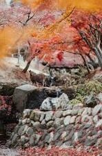 大象一二三区别视频-探索大象，从一到三的奇妙旅程